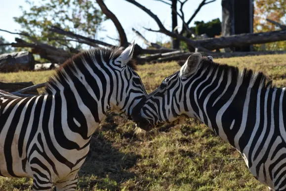 Casino Hot Line Soporte